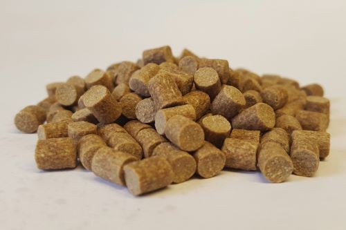krokodyl1-589150