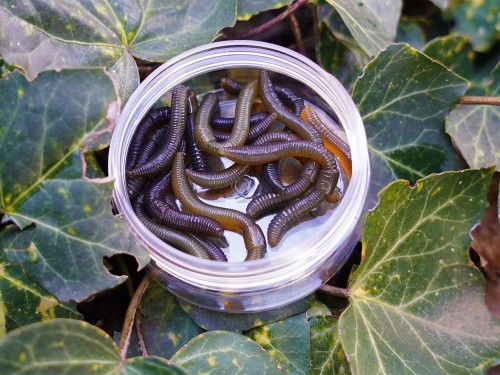 krokodyl3-604964